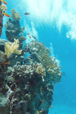  mercan balıklar scalefin anthias, sualtı balık ile