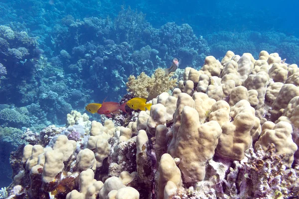 Korallrev med porites koraller i tropiska hav, under vattnet — Stockfoto