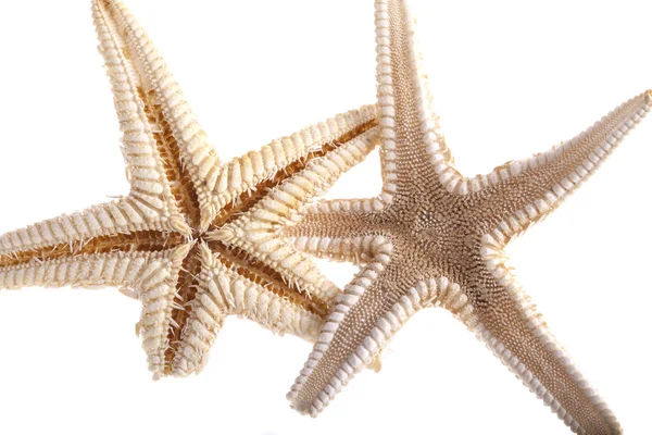 Dry starfish isolated on white background — Stock Photo, Image