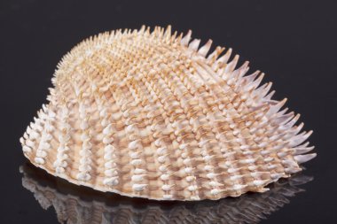 sea shell of mollusk isolated on black background close up