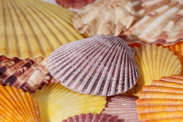 Background of various colorful seashells close up. — Stock Photo, Image