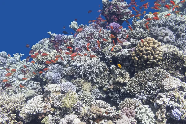 Recife de coral colorido com cardume de peixes anthias, subaquático Imagens De Bancos De Imagens Sem Royalties