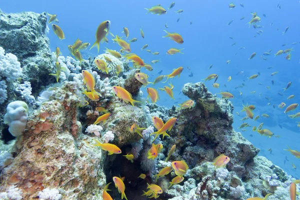 Récif corallien avec banc de poissons écailles anthias, sous-marin — Photo