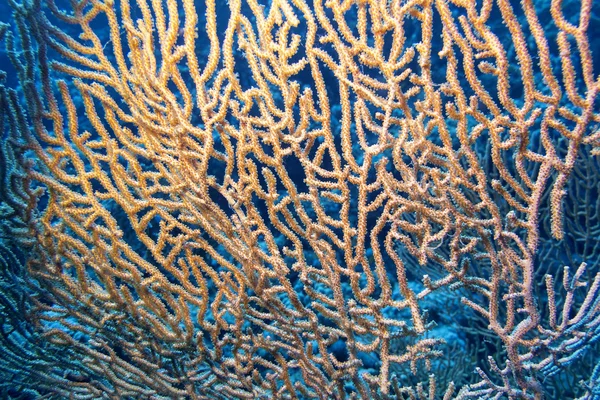 Büyük gorgonian tropikal deniz, su altında — Stok fotoğraf