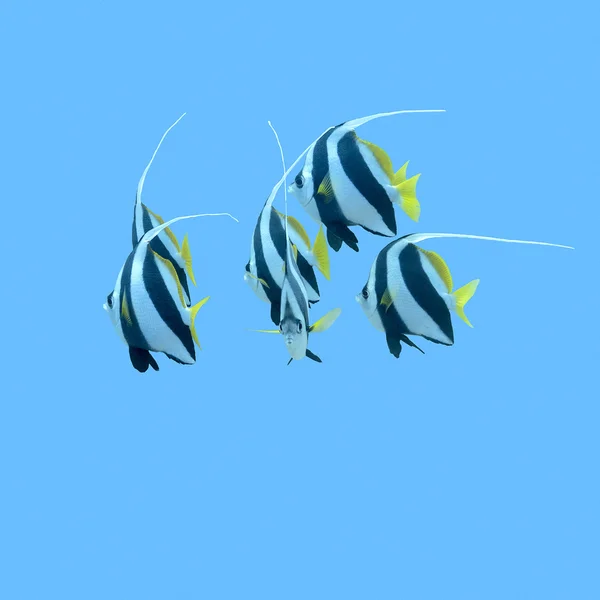 Hejno bannerfishes v tropickém moři, pod vodou — Stock fotografie
