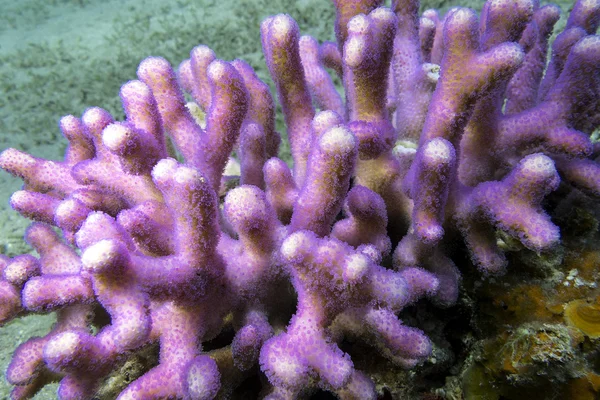 Barriera corallina con dito rosa corallo nel mare tropicale, subacqueo — Foto Stock