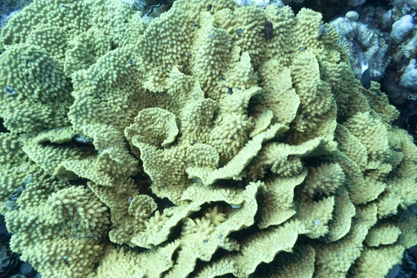 Recife de coral com coral amarelo turbinaria mesenterina — Fotografia de Stock
