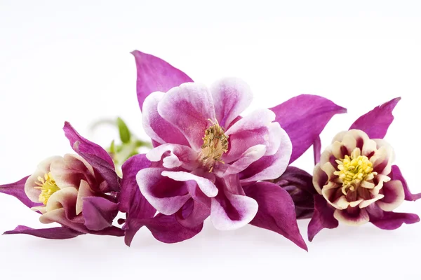 Purple flowers of Aquilegia vulgaris on white background — Stock Photo, Image