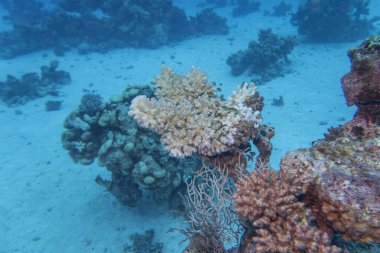 Tropikal denizin dibindeki renkli mercan resifleri, sert mercanlar, sualtı manzaraları.