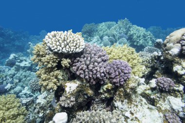 renkli mercan resif sualtı tropikal deniz
