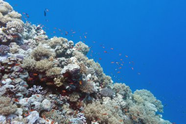 coral reef with shoal of fishes scalefin anthias, underwater clipart