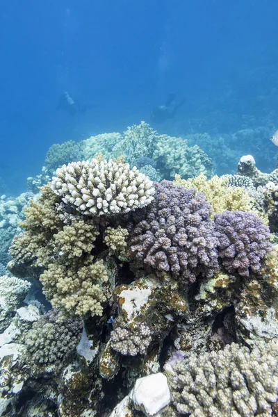 熱帯の海、水中でカラフルなサンゴ礁 — ストック写真