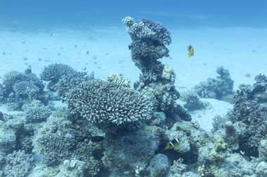tropikal su altında büyük bir derinlik üzerinde Coral reef