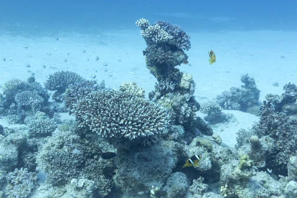 Tropikal su altında büyük bir derinlik üzerinde Coral reef — Stok fotoğraf