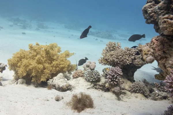 Coral reef in tropical sea, underwater — Stock Photo, Image