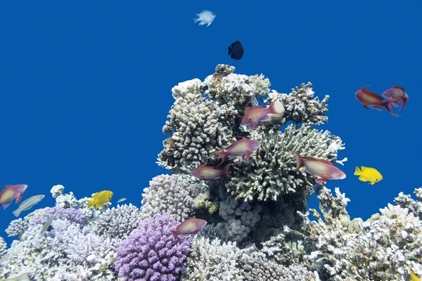 Коралловый риф с рыбами Anthias в тропическом море, под водой Лицензионные Стоковые Фото
