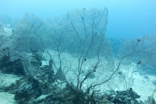 Korálový útes s gorgonian na dně tropické moře, underwa — Stock fotografie