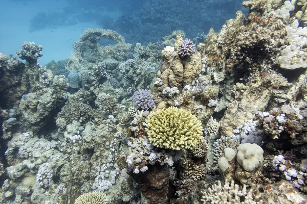 Barriera corallina colorata con coralli duri in mare tropicale, sott'acqua — Foto Stock