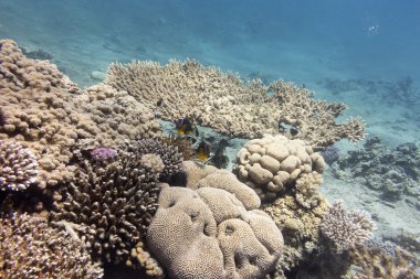 renkli mercan resifi sert mercanlar tropikal Deniz dibinde ile
