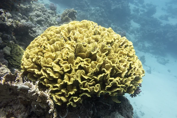 Récif corallien avec turbinaria mesenterina jaune corail en mer tropicale — Photo