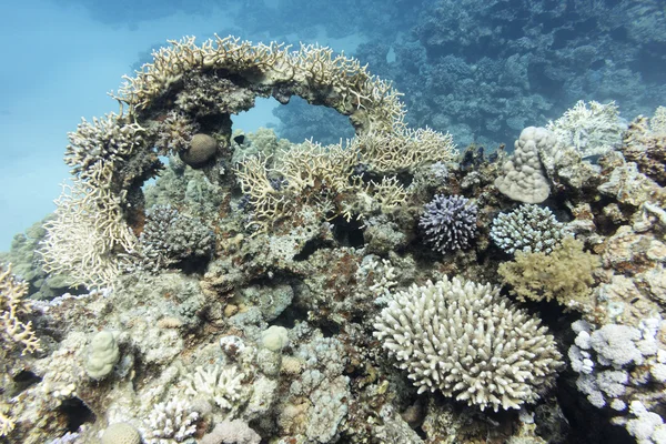 Барвистий кораловий риф з твердими коралами в тропічному морі, під водою — стокове фото