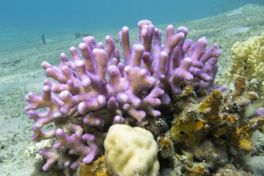 mercan pembe parmak mercan sualtı tropikal deniz ile