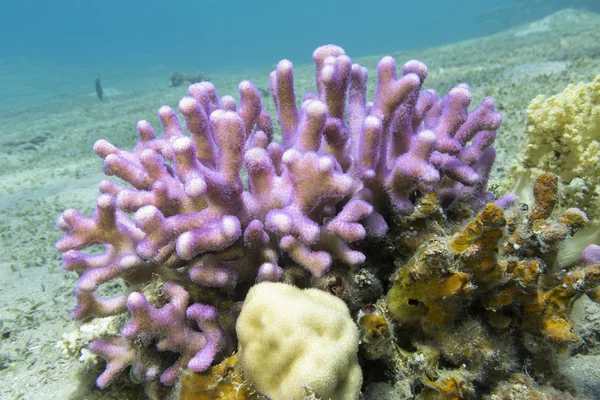 Coral reef with pink finger coral in tropical sea, underwater — Stock Photo, Image