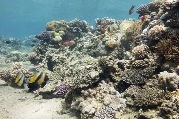 Colorful coral reef with hard corals in tropical sea , underwater — Stock Photo, Image