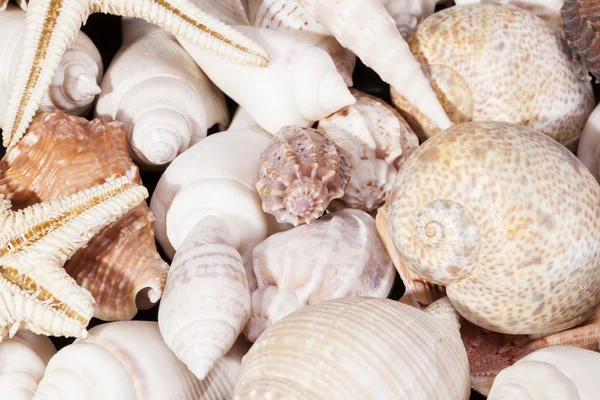 Fondo del grupo de varias conchas marinas —  Fotos de Stock