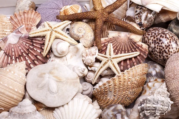 Fondo del grupo de varias conchas marinas — Foto de Stock