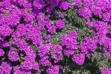 Kocaman bir begonvil çalısı, mor çiçeklerle süslenmiş süs bitkisi. Bu egzotik bitki tipik Akdeniz ülkelerinde bulunur.