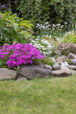 Güzel bir bahar kayası bahçesi, taşlardan oluşmuş bir kompozisyon ve çeşitli renkli çiçekler, pembe bir demet fenks.