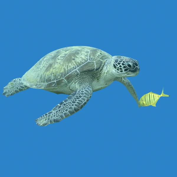 Enkelt stor skildpadde i tropisk hav, under vandet - Stock-foto