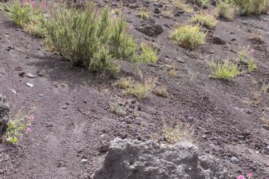 Vezüv Dağı 'nın Mountainside volkanik tuff, İtalya ile kaplıdır. Napoli Körfezi üzerinde, Campania 'da, Napoli' ye yaklaşık 9 km uzaklıkta yer almaktadır.