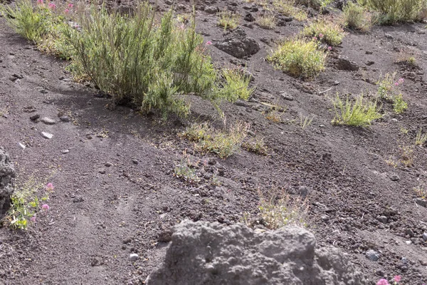 Vezüv Dağı 'nın Mountainside volkanik tuff, İtalya ile kaplıdır. Napoli Körfezi üzerinde, Campania 'da, Napoli' ye yaklaşık 9 km uzaklıkta yer almaktadır.