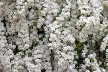 Çalı beyaz çiçek arkaplan Spiraea kantoniensis (çifte beyaz mayıs), baharda bahçelerde çiçek açan süs bitkisi