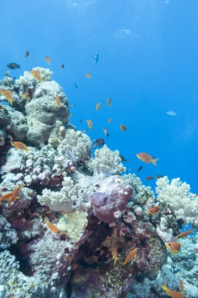 Koraalrif met vissen scalefin anthias, onderwater — Stockfoto