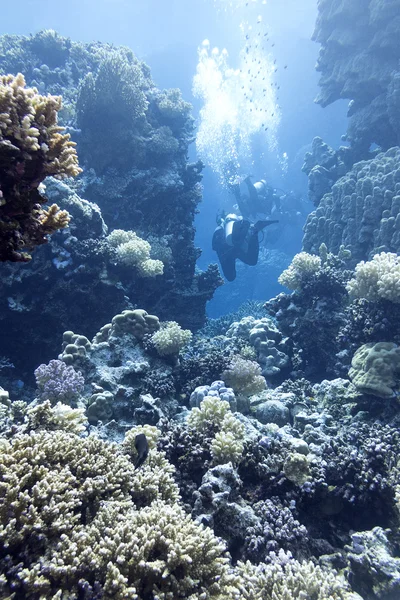 Коралловый риф с дайверами в тропическом море, под водой — стоковое фото