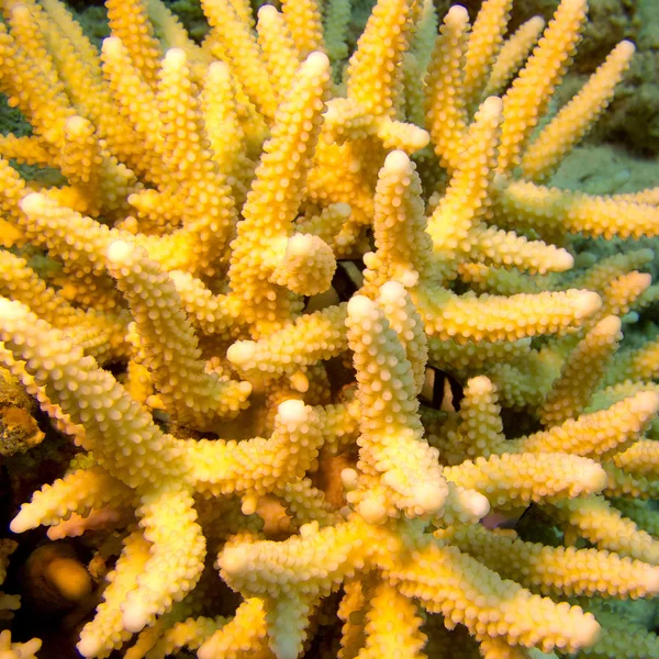 Barriera corallina con dito giallo corallo in mare tropicale, subacqueo — Foto Stock