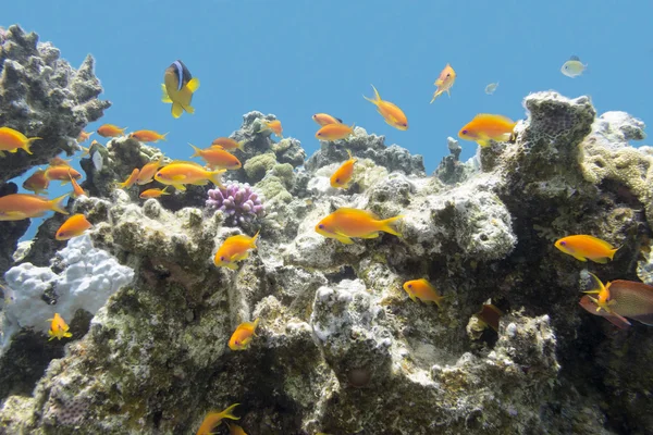 Récif corallien avec des poissons exotiques anthias en mer tropicale, sous-marin — Photo
