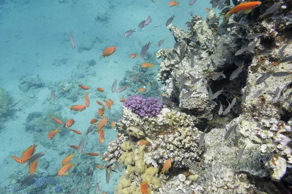 Коралловый риф с экзотическими рыбами Anthias в тропическом море, под водой Стоковое Фото