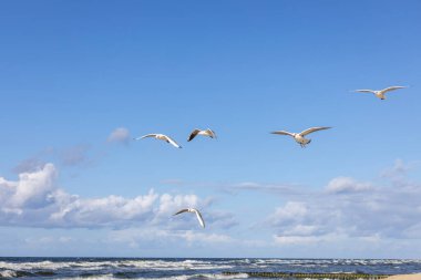 Baltık Denizi 'nin sularında uçan bir grup martı mavi gökyüzünün arka planında, Miedzyzdroje, Polonya
