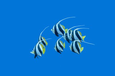bannerfishes tropikal deniz, sualtı balık