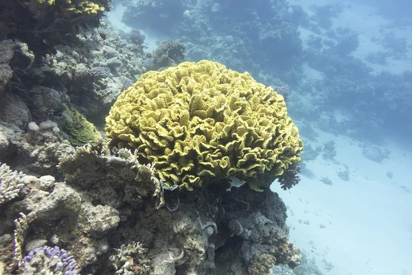 산호초와 노란색 산호 turbinaria mesenterina, 수 중 — 스톡 사진