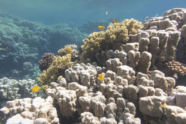 Arrecife de coral con pórticos corales en el mar tropical, bajo el agua —  Fotos de Stock