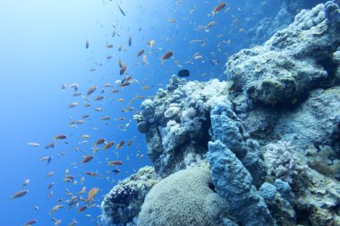 mercan balıklar anthias içinde büyük derinliklerde tropikal deniz ile