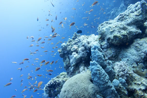 Arrecife de coral con peces anthias en el mar tropical a grandes profundidades —  Fotos de Stock