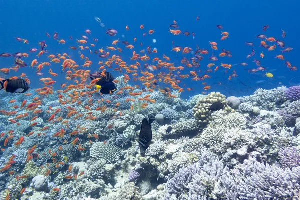 Κοραλλιογενή ύφαλο με ρηχά του εξωτικά ψάρια anthias σε τροπική θάλασσα, υποβρύχια — Φωτογραφία Αρχείου