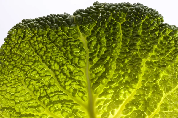 Single leaf of young fresh  cabbage, macro — Stock Photo, Image