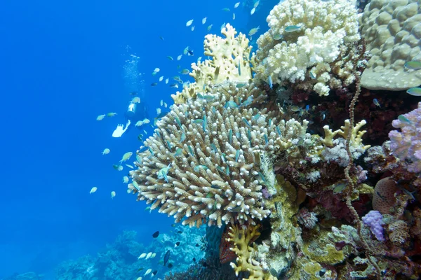 Barriera corallina con pesci cromis caerulea e subacqueo, sott'acqua — Foto Stock
